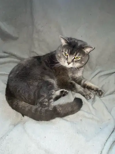 Chat En Vente Freddy, View more