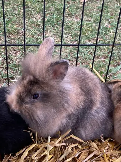 We have a large variety of Rex and Lionhead mixed bunnies between 2 months old and 6 months old. I b...