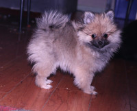 Cream Sable Boy Pomeranian Puppy- Last 1 left!