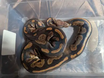 Ball Python Black Pastel Het Pied, View more
