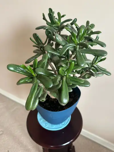 Indoor plant, View more