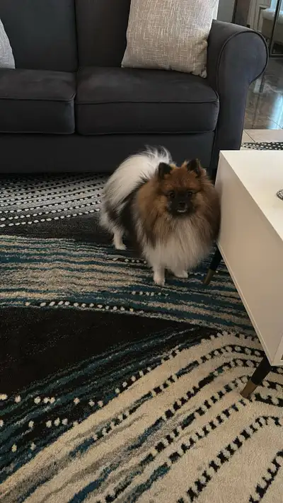 Pomeranian, 2 years and 1 month old, healthy, friendly, loves children. Reason for selling: I have w...
