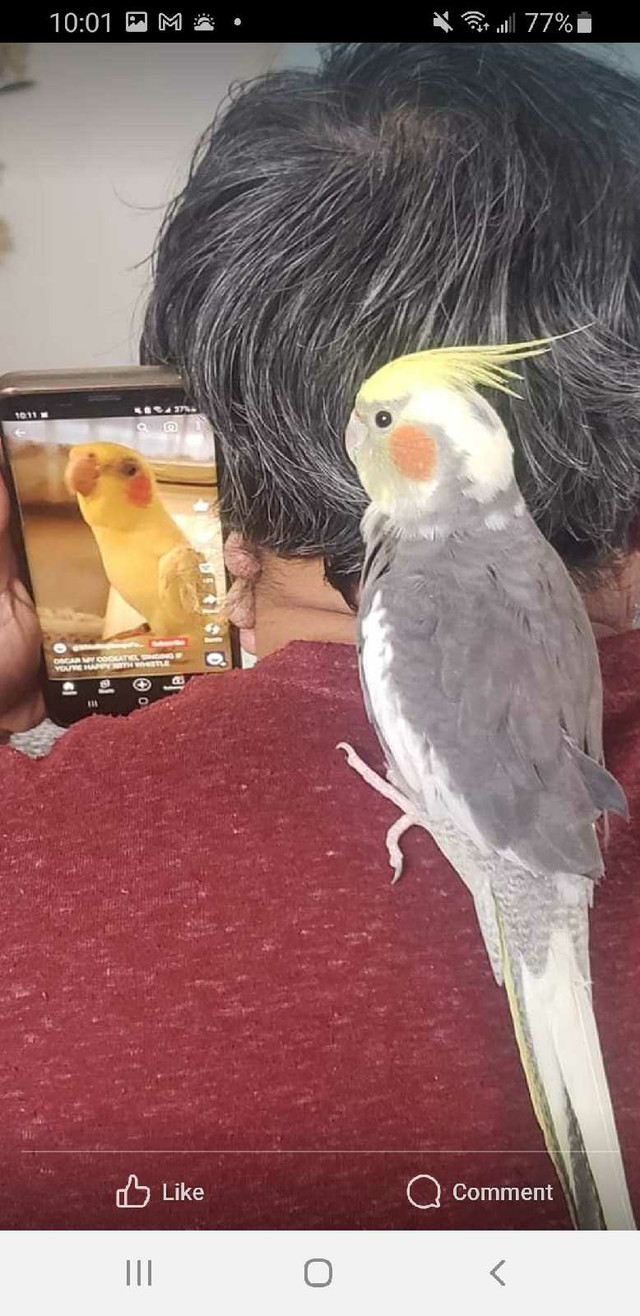 Bonded male & female. cockatiels  in Birds for Rehoming in Edmonton - Image 2