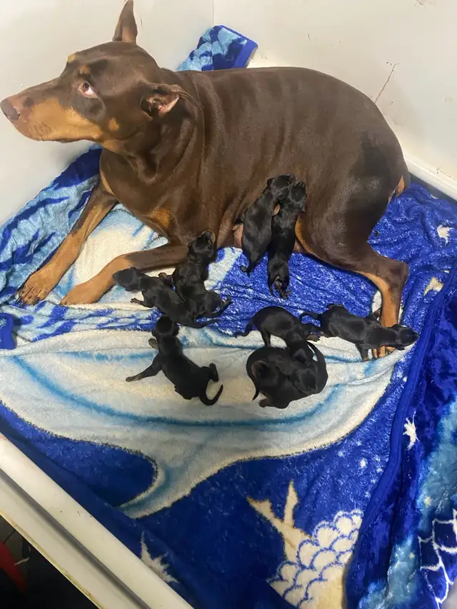 100% European Doberman puppies one  females in Dogs & Puppies for Rehoming in St. Catharines - Image 5