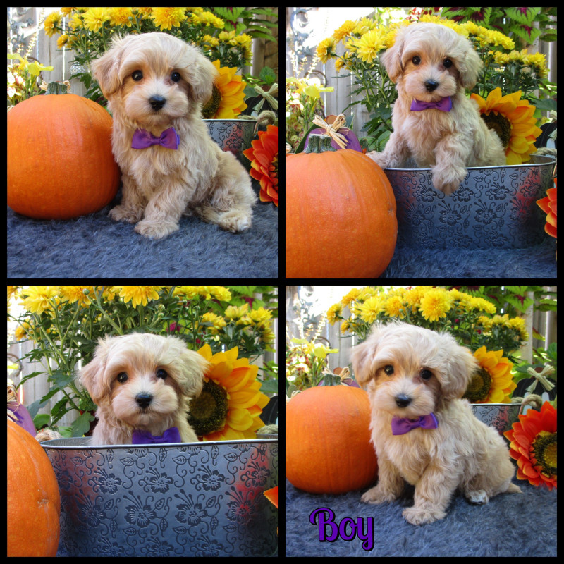 Tiny Toy Apricot Maltipoo Boy! Maltese x Toy Poodle! Dogs