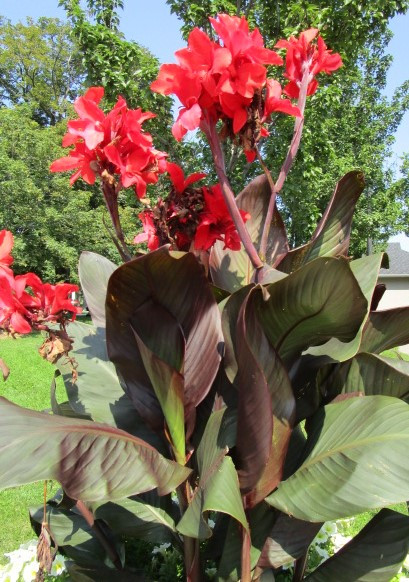 Canna Lily Seeds - Yellow- Red- Rose-Pink in Plants, Fertilizer & Soil in Hamilton - Image 3