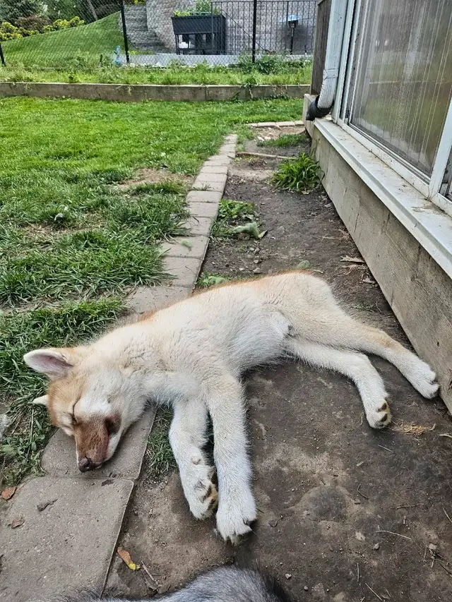 RARE Canadian Eskimo Puppy -Feisty (M) in Dogs & Puppies for Rehoming in Hamilton - Image 9