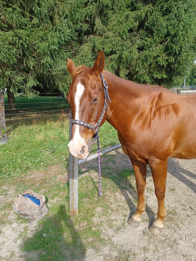 Horse for lease Horses & Ponies for Rehoming London Kijiji