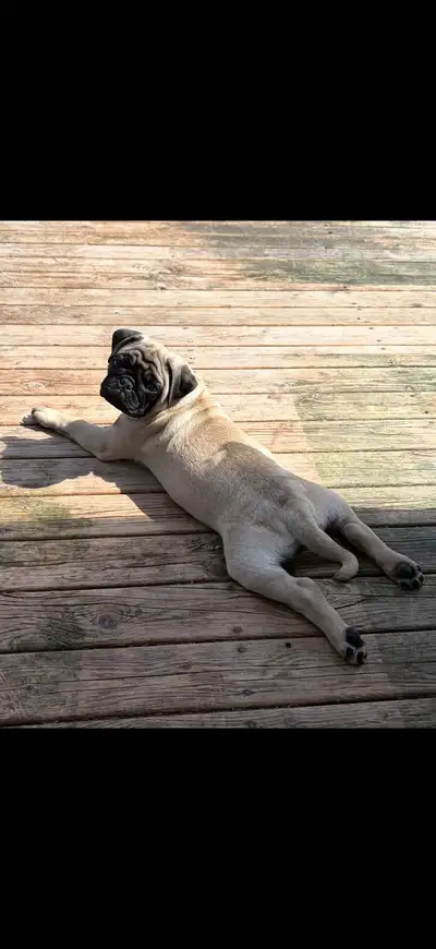 pug puppy, View more