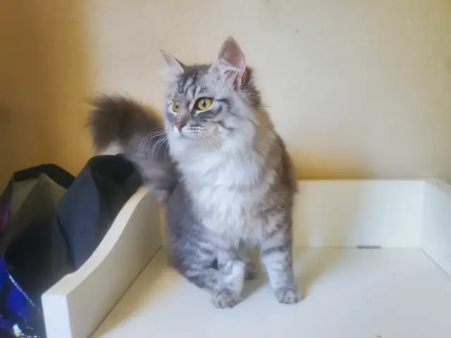 Siberian junior kitten