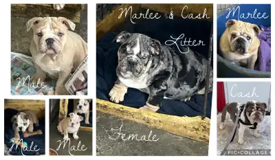 English Bulldog Puppies, View more