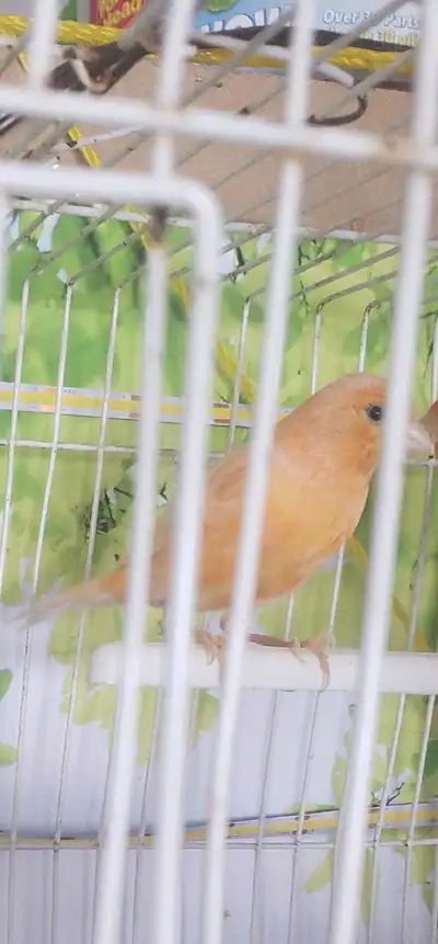 La femelle canari est orange et prête à pondre des œufs., View more