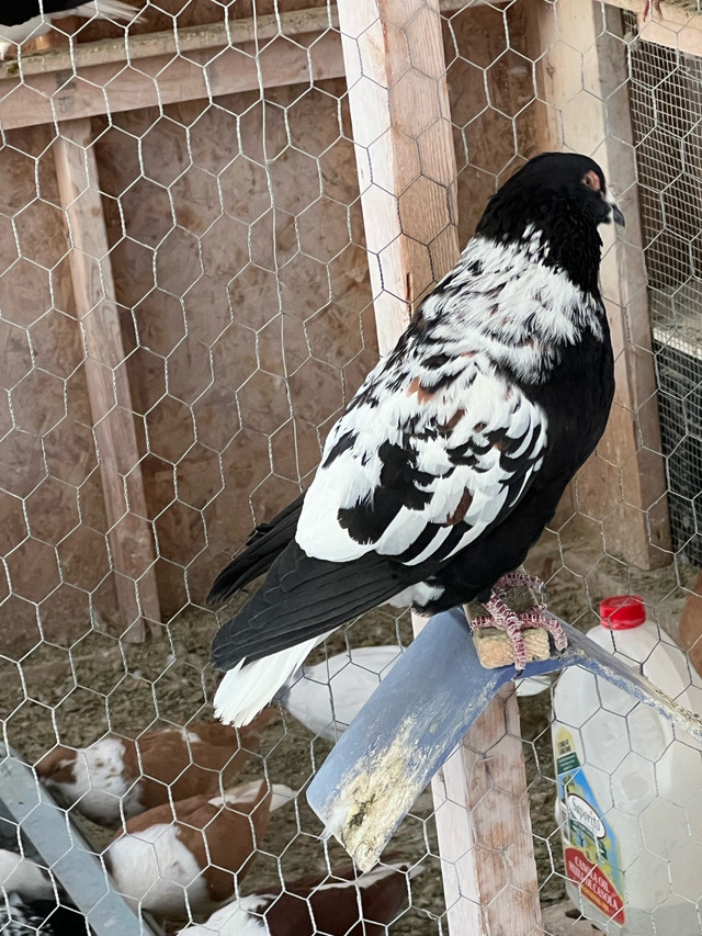  Afghani pigeon for sale   in Animal & Pet Services in Oshawa / Durham Region