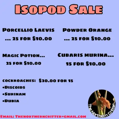Massive Isopod Sale, View more