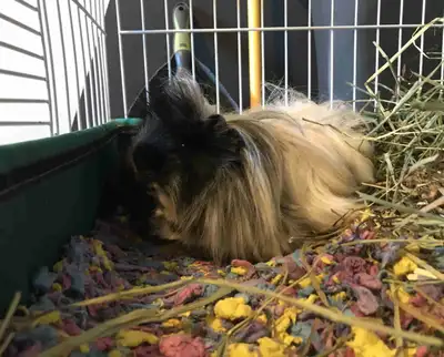 *can also sell Gizmo by himself if you already have a set up for $60* Gizmo is a 2 y/o long haired g...