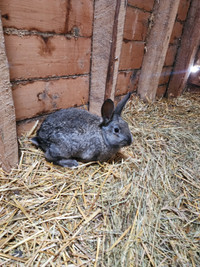 Young Flemish Giant Rabbits