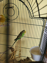 Young female budgie 