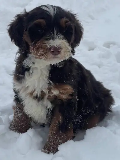 Visit our website for available puppies, more pictures and our puppy application www.tiptopdoodles.c...