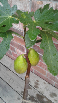 Figs for Sale