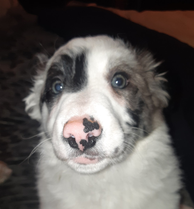 Border Collie Puppies in Dogs & Puppies for Rehoming in Charlottetown - Image 3