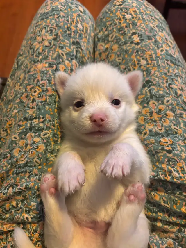 Puppies for good home!! in Dogs & Puppies for Rehoming in London - Image 4