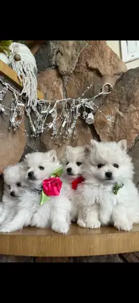  Pomeranian puppies ❤️!
