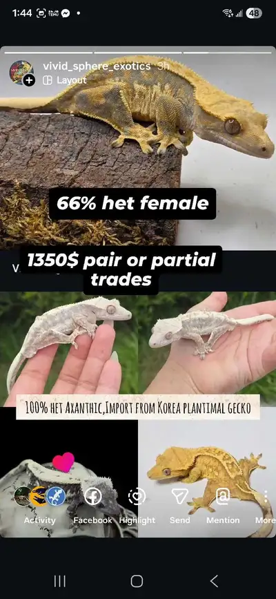 100% Het Axanthic Korean Import male and 66% female, View more