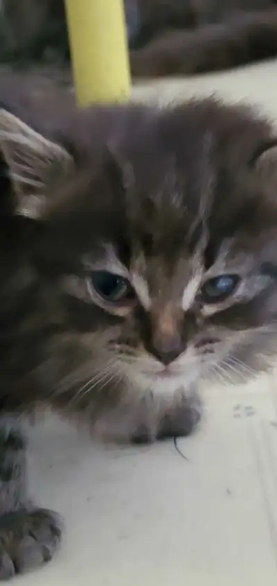 BEAUTIFUL KITTENS NOW AVAILABLE, View more