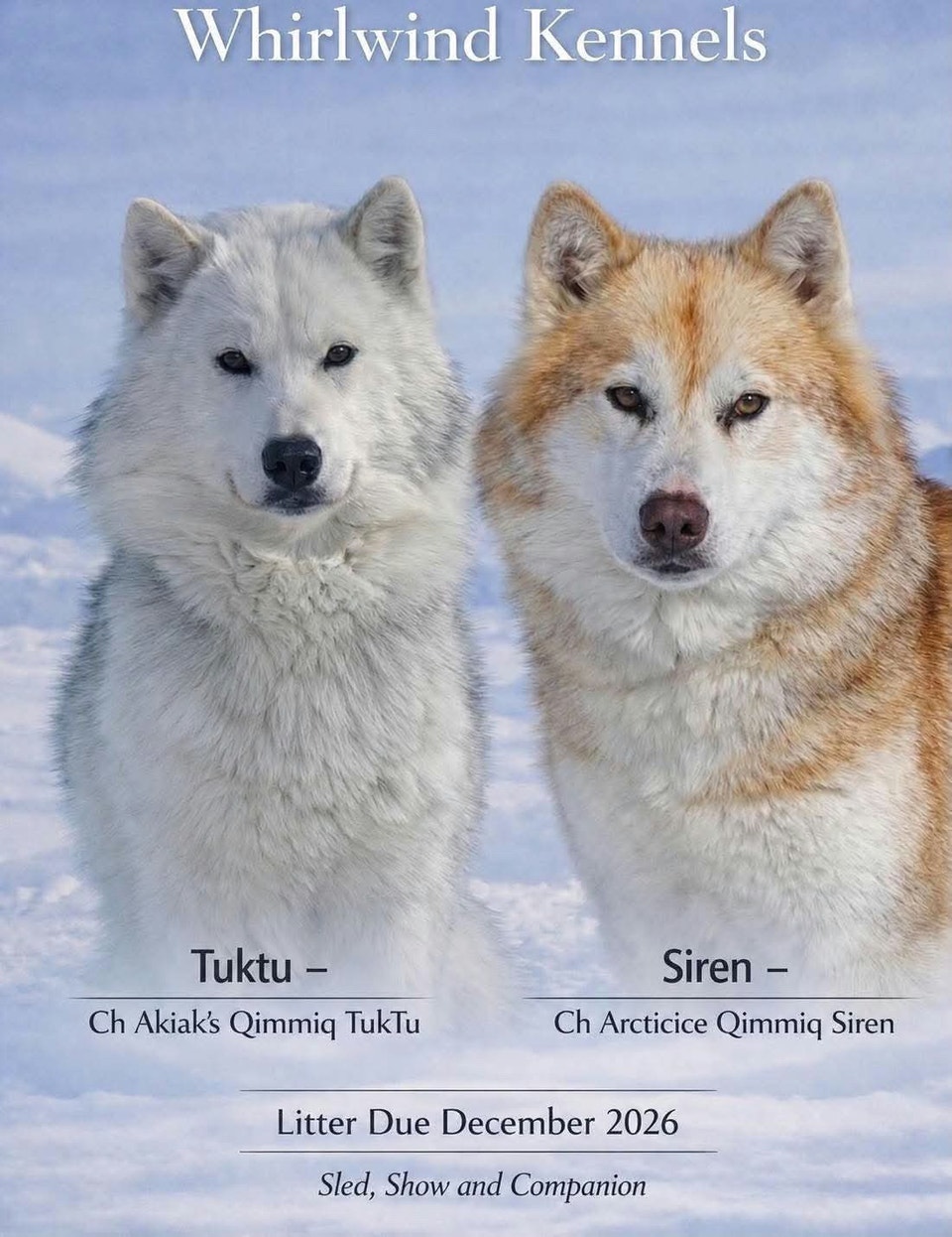 Nordic Puppies | Dogs & Puppies for Rehoming | Grande Prairie | Free ...