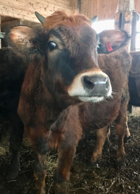 Canadienne Heifer Cattle, will make a great Cow