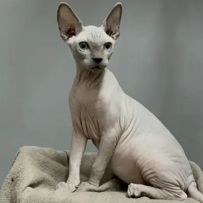 TICA Sphynx Elf kittens, View more