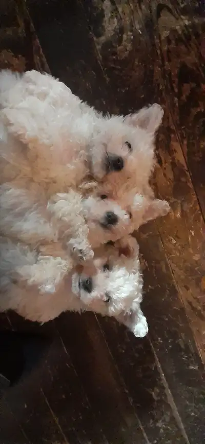 Bichon pups have all been adopted!  Wait list open!, View more