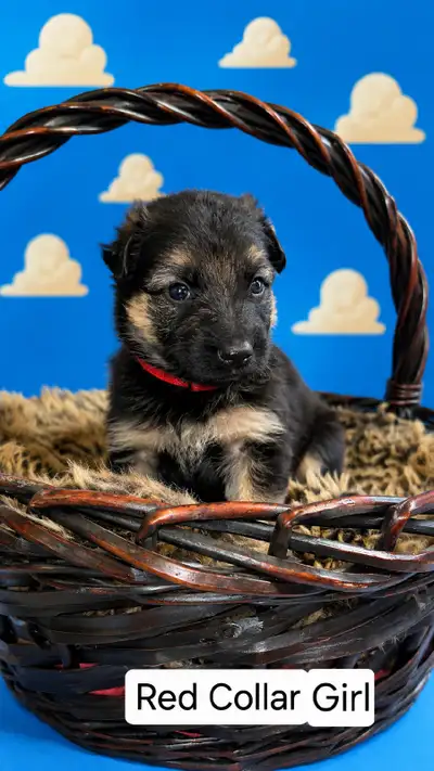 Long-haired German Shepherd Puppies, View more