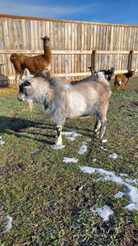 Proven Nigerian dwarf polled buck goat