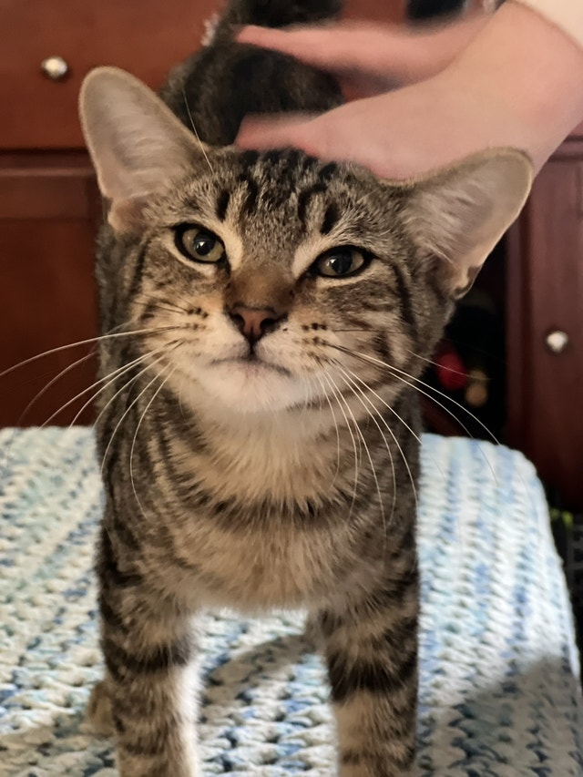 Mr. Mews Allot the Male Kitten Cats & Kittens for Rehoming Ottawa