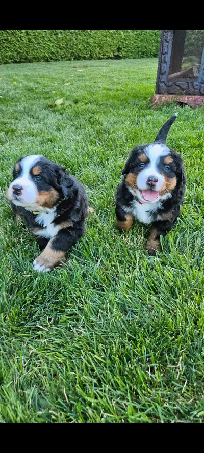 Chiots bouvier bernois, View more