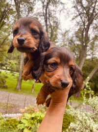 Miniature Dachshund LH puppies 