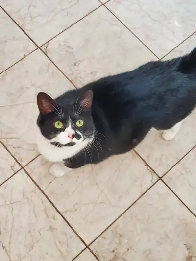 4 well cared for Cats to rehome, View more