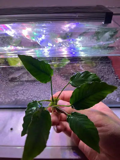 Anubias Aquarium Plant, View more