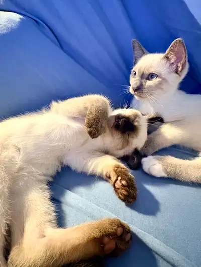 blue point siamese in Cats & Kittens for Rehoming in Ontario