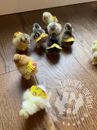 Purebred bearded crested Silkie chicks Easter hatch