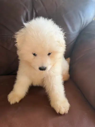 Samoyed purebred,Samoyède de race pure, View more