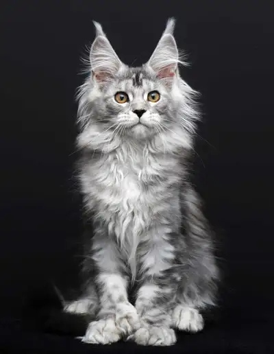 OLIKA- POLY6666 GORGEOUS MAINE COON female (WCF), View more