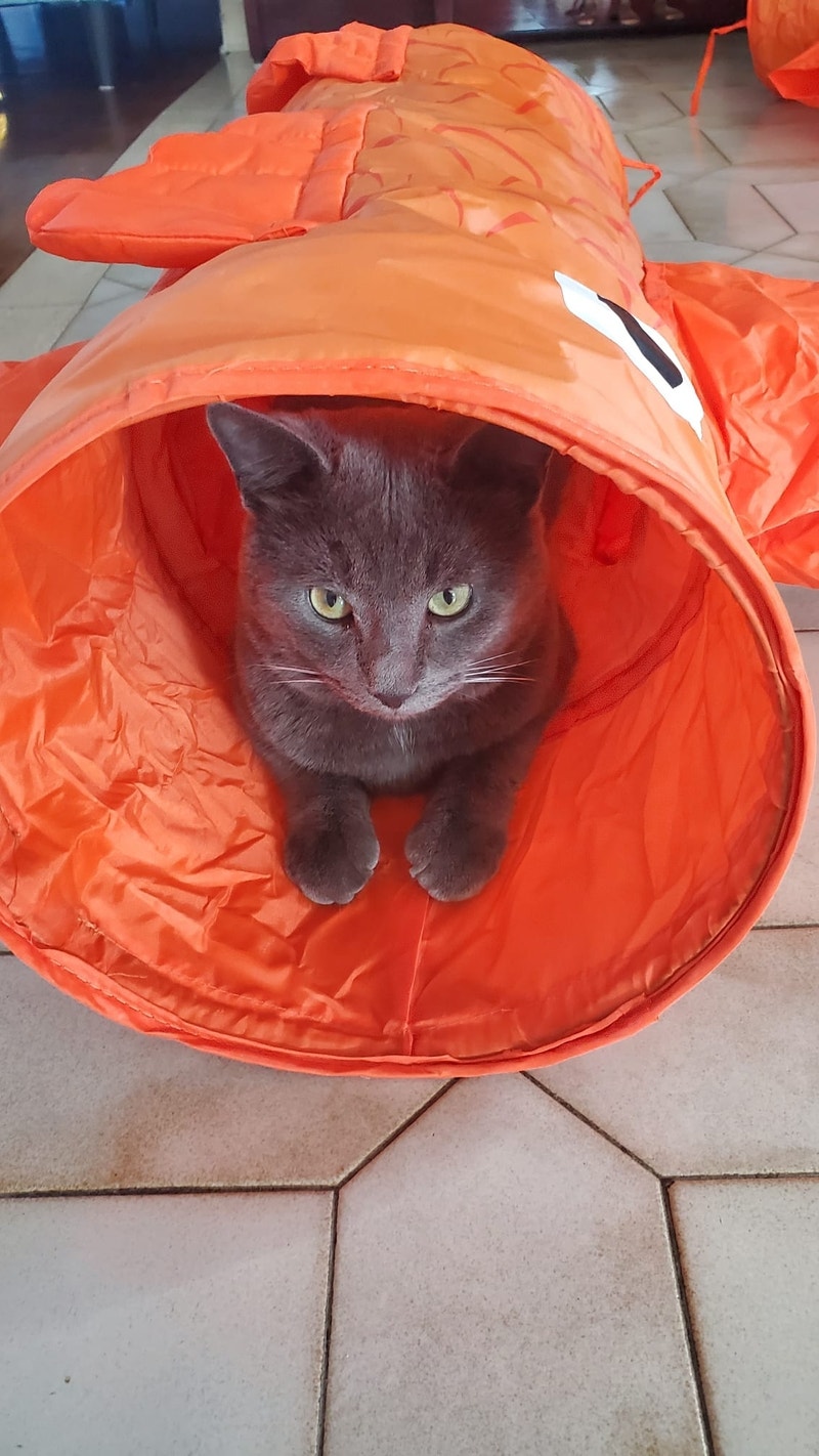250 Russian blue cat for sale Services pour animaux Ville de