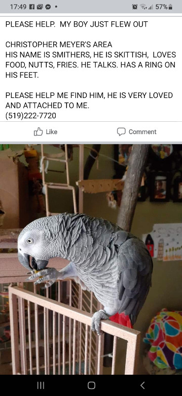 Lost African Grey, PLEASE HELP in Lost & Found in Cambridge - Image 3