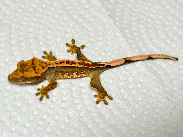 Crested geckos in Reptiles & Amphibians for Rehoming in City of Halifax