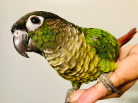 Handfed Conure Babies 