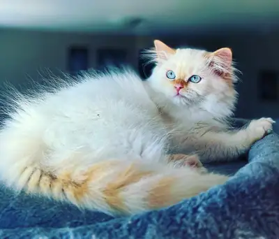 Ragdoll/Himalyan adult male, View more