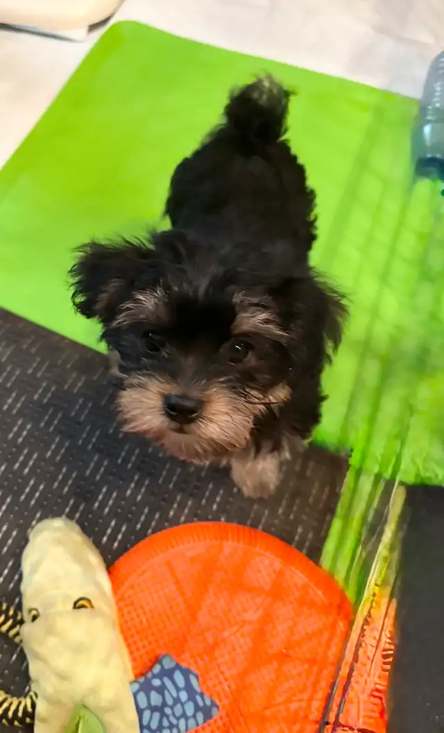 Yorkie/Biewer.. ONLY 2 Boys to go! (*See Note below) in Dogs & Puppies for Rehoming in Hamilton - Image 5