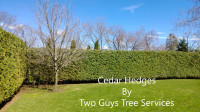 Cedar Hedge Trimming 289-600-1374